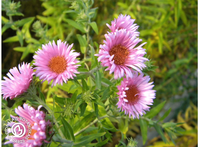 Aster novae-angliae   ‘Harrington’s Pink’ 